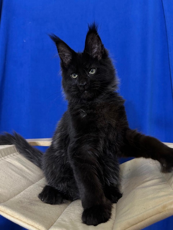 Jo*Happy  Akbars (polydactyl) 66/55 - Kitten maine-coon 3 months 3.5 weeks