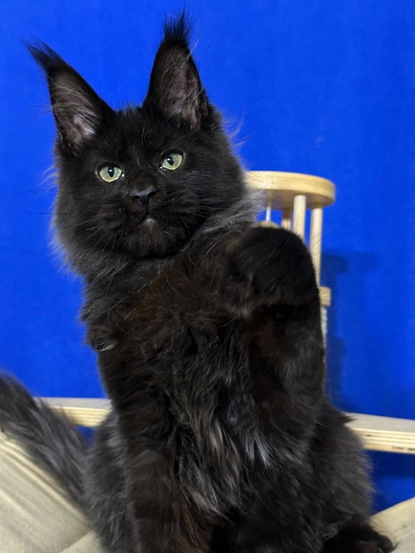 Jo*Happy  Akbars (polydactyl) 66/55 - Kitten maine-coon 3 months 3.5 weeks