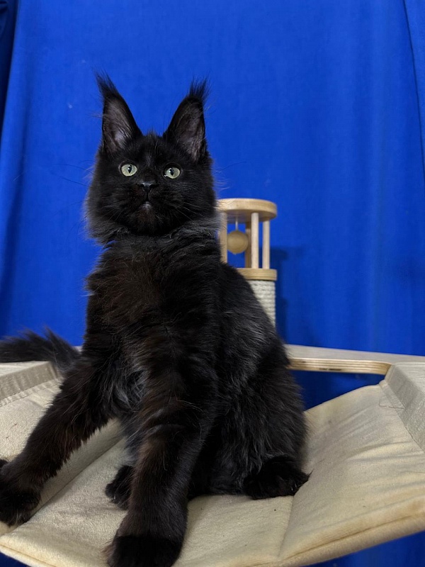 Jo*Happy  Akbars (polydactyl) 66/55 - Kitten maine-coon 3 months 3.5 weeks