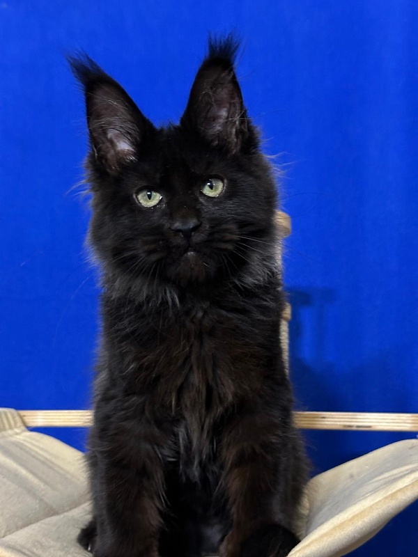 Jo*Happy  Akbars (polydactyl) 66/55 - Kitten maine-coon 3 months 3.5 weeks