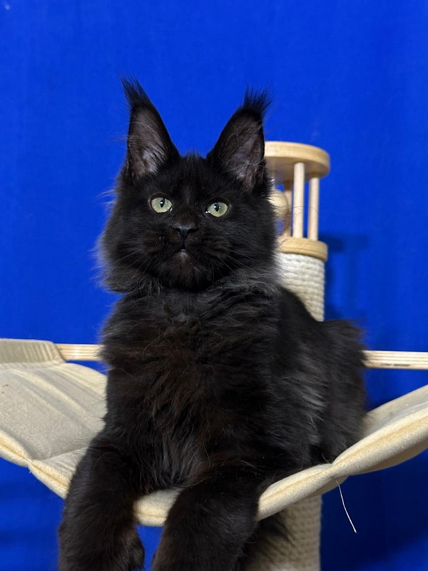 Jo*Happy  Akbars (polydactyl) 66/55 - Kitten maine-coon 3 months 3.5 weeks