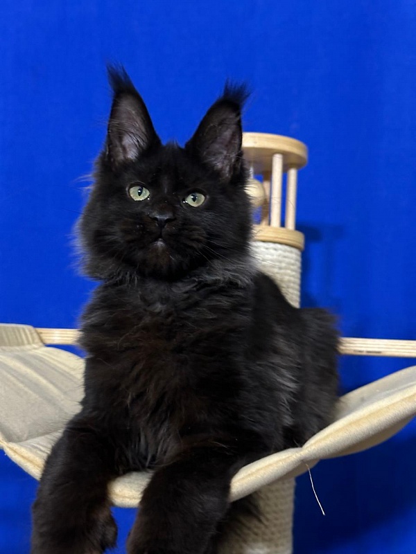 Jo*Happy  Akbars (polydactyl) 66/55 - Kitten maine-coon 3 months 3.5 weeks