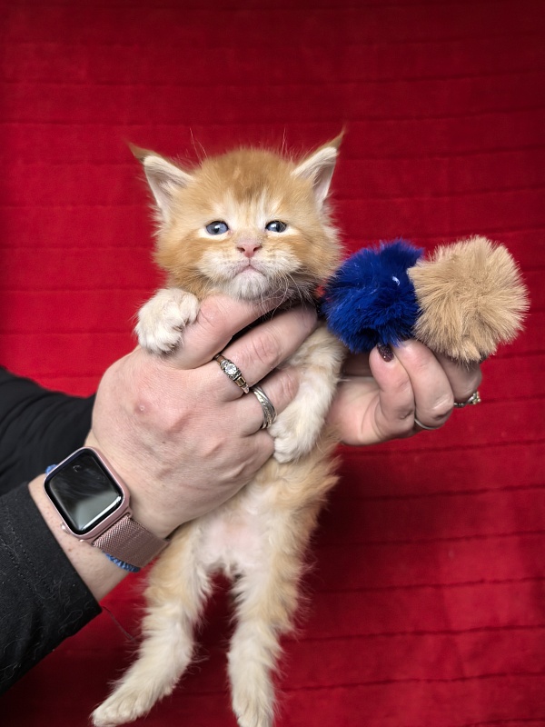 Honey Akbars (polydactyl) 66/66 - Kitten maine-coon 3.5 weeks