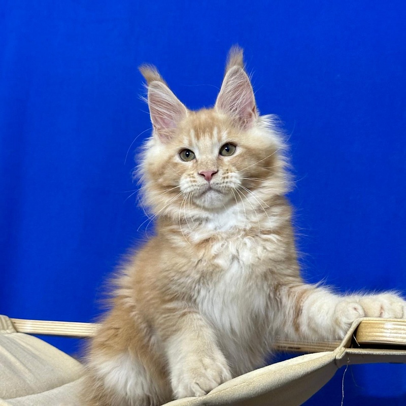 Honey Akbars (polydactyl) 66/66 - Kitten maine-coon 2 months 2.5 weeks