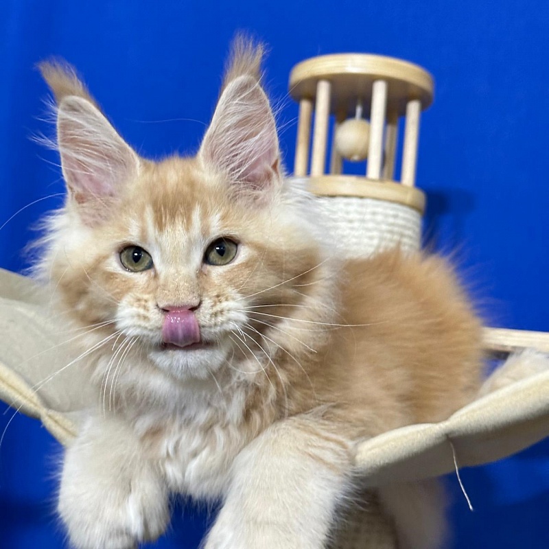 Honey Akbars (polydactyl) 66/66 - Kitten maine-coon 2 months 2.5 weeks