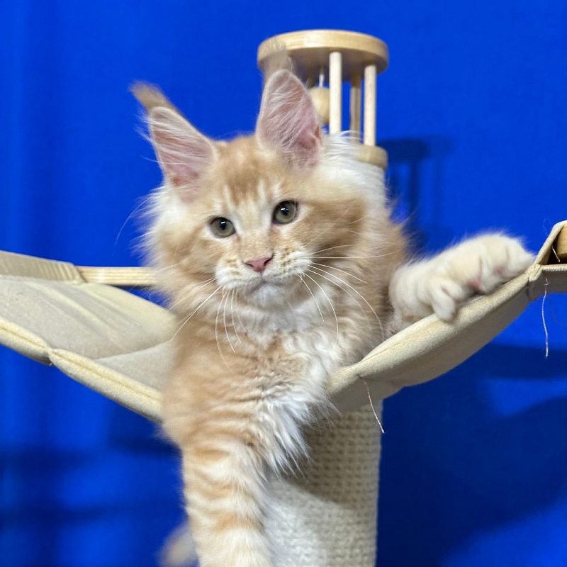 Honey Akbars (polydactyl) 66/66 - Kitten maine-coon 2 months 2.5 weeks