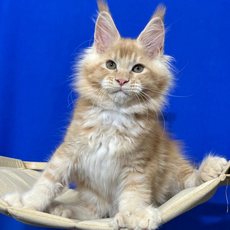 Honey Akbars (polydactyl) 66/66 - Kitten maine-coon 2 months 2.5 weeks
