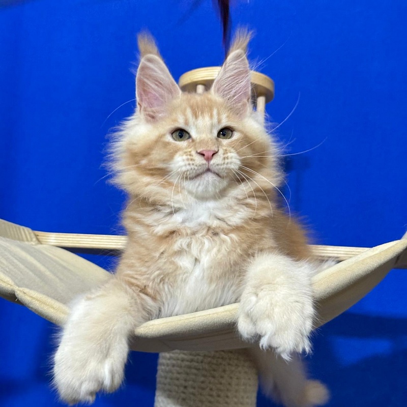 Honey Akbars (polydactyl) 66/66 - Kitten maine-coon 2 months 2.5 weeks