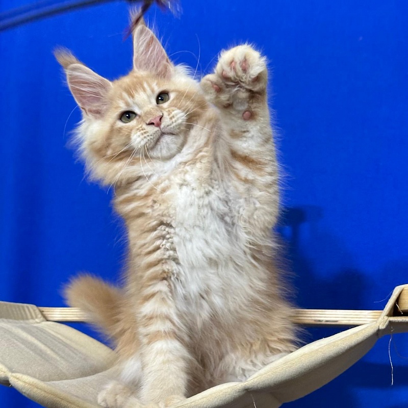 Honey Akbars (polydactyl) 66/66 - Kitten maine-coon 2 months 2.5 weeks