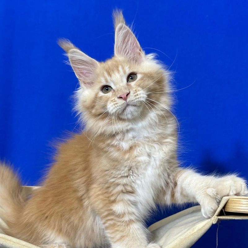 Honey Akbars (polydactyl) 66/66 - Kitten maine-coon 2 months 2.5 weeks