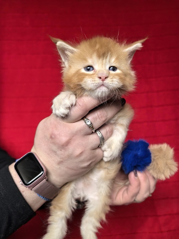 Honey Akbars (polydactyl) 66/66 - Kitten maine-coon 3.5 weeks