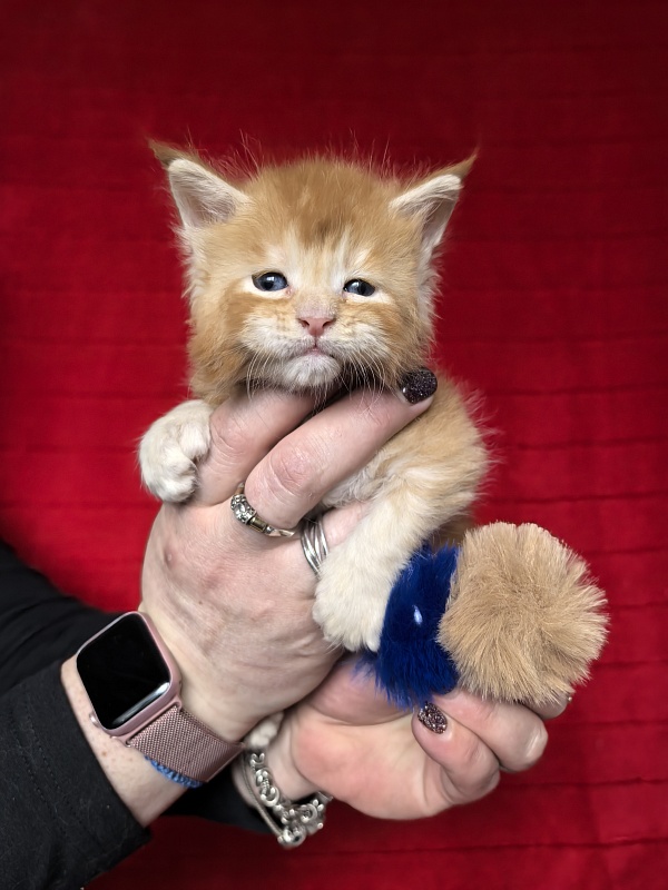 Honey Akbars (polydactyl) 66/66 - Kitten maine-coon 3.5 weeks