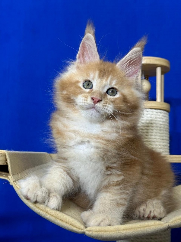 Honey Akbars (polydactyl) 66/66 - Kitten maine-coon 1 month 4 weeks