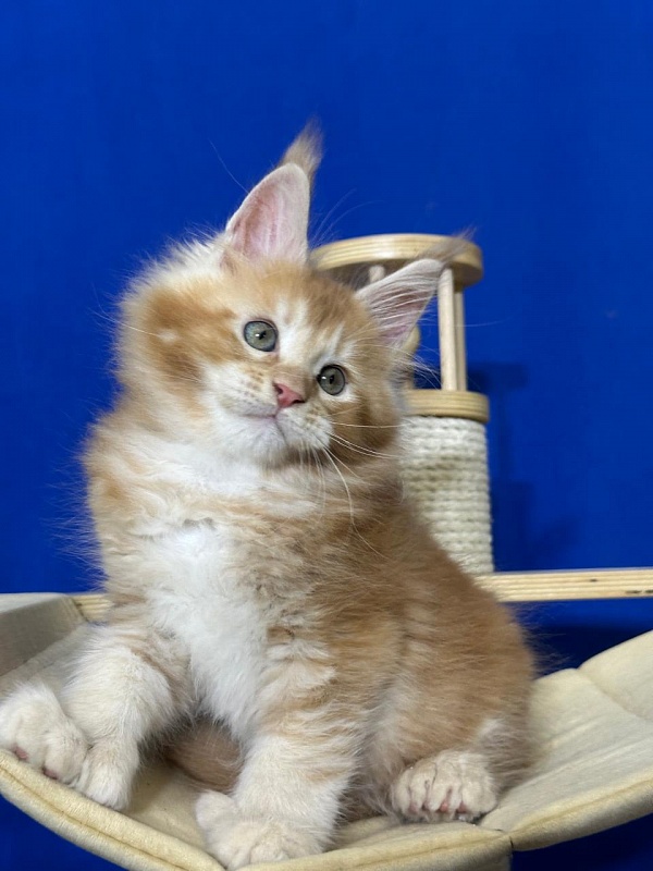 Honey Akbars (polydactyl) 66/66 - Kitten maine-coon 1 month 4 weeks