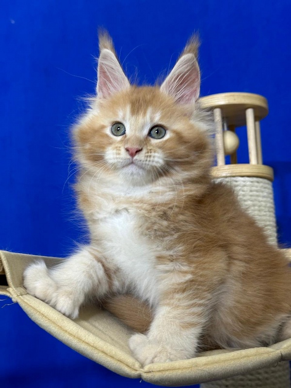 Honey Akbars (polydactyl) 66/66 - Kitten maine-coon 1 month 4 weeks