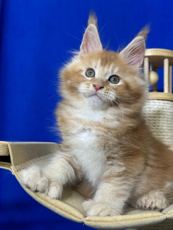 Honey Akbars (polydactyl) 66/66 - Kitten maine-coon 1 month 4 weeks