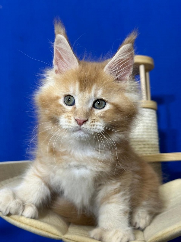 Honey Akbars (polydactyl) 66/66 - Kitten maine-coon 1 month 4 weeks