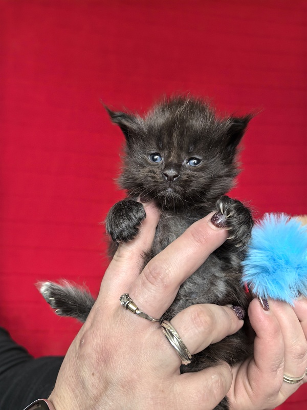 Hopper Akbars (polydactyl) 66/66 - Kitten maine-coon 3.5 weeks
