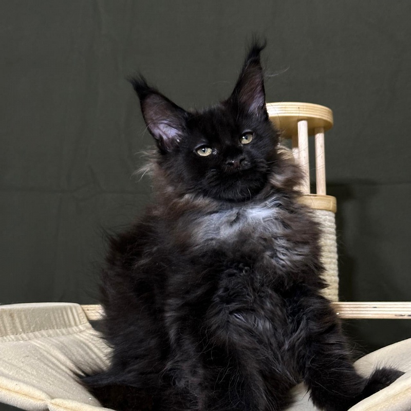 Hopper Akbars (polydactyl) 66/66 - Kitten maine-coon 3 months 1 week