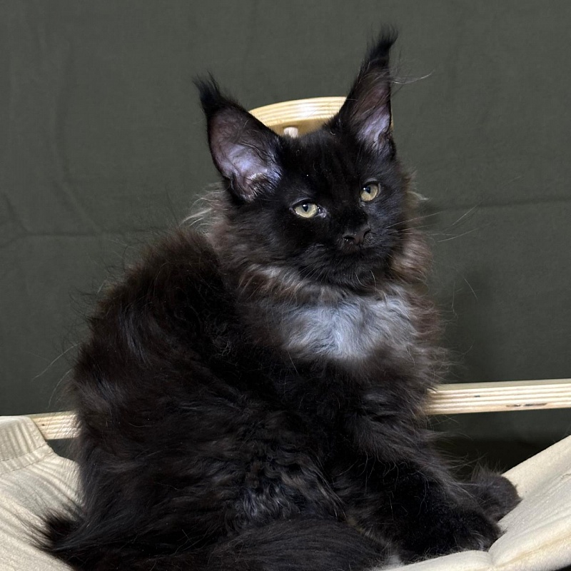 Hopper Akbars (polydactyl) 66/66 - Kitten maine-coon 3 months 1 week