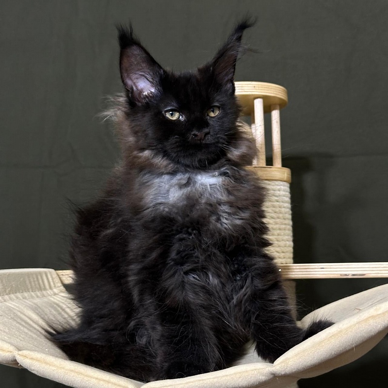 Hopper Akbars (polydactyl) 66/66 - Kitten maine-coon 3 months 1 week