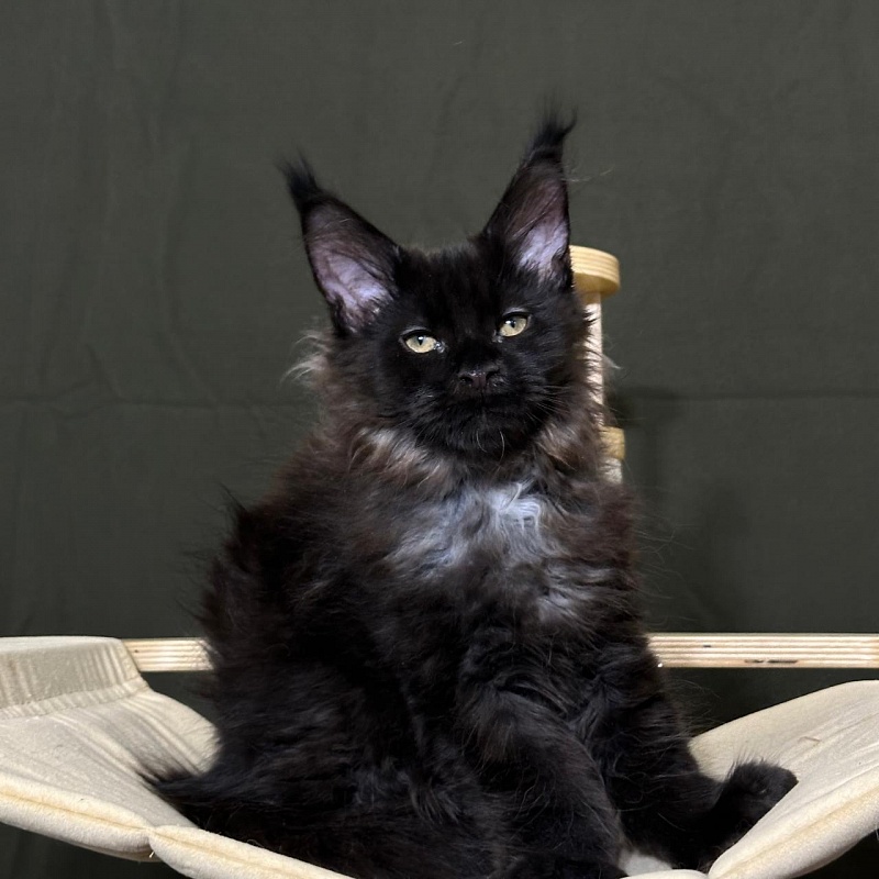 Hopper Akbars (polydactyl) 66/66 - Kitten maine-coon 3 months 1 week