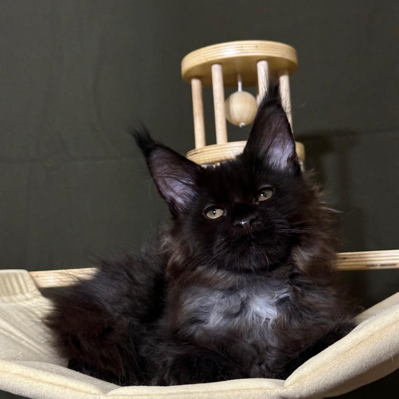 Hopper Akbars (polydactyl) 66/66 - Kitten maine-coon 3 months 1 week