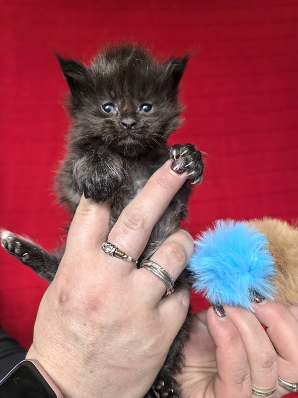 Hopper Akbars (polydactyl) 66/66 - Kitten maine-coon 3.5 weeks