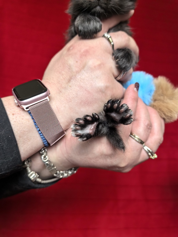 Hopper Akbars (polydactyl) 66/66 - Kitten maine-coon 3.5 weeks