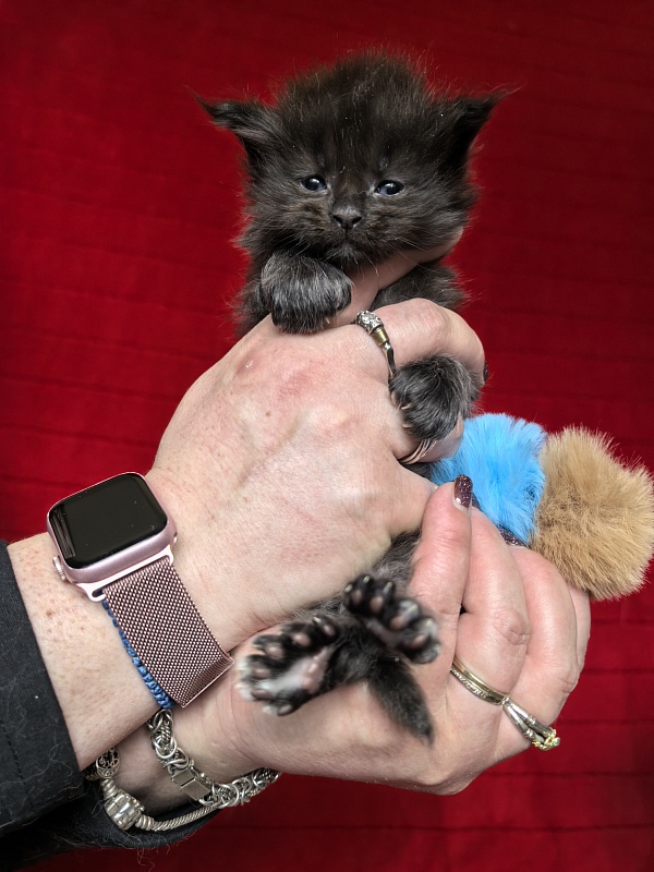 Hopper Akbars (polydactyl) 66/66 - Kitten maine-coon 3.5 weeks
