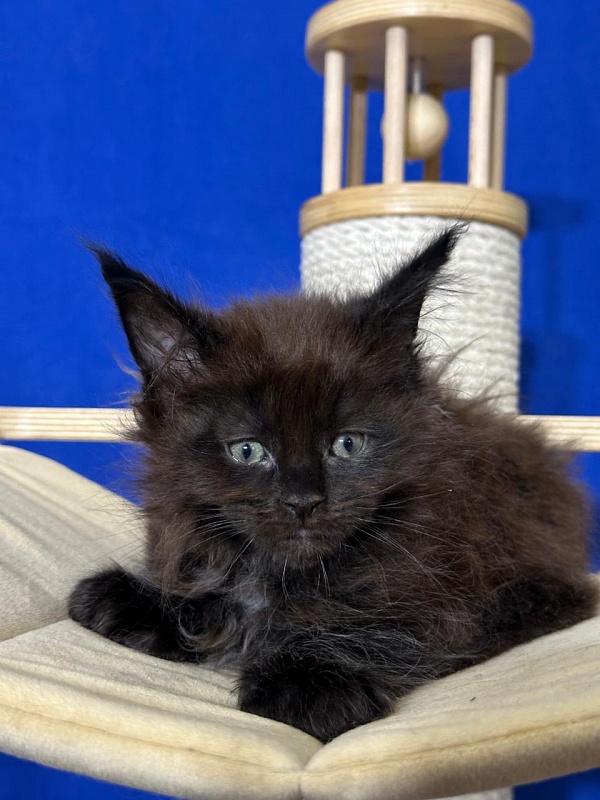 Hopper Akbars (polydactyl) 66/66 - Kitten maine-coon 1 month 4 weeks