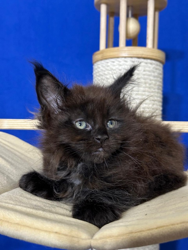 Hopper Akbars (polydactyl) 66/66 - Kitten maine-coon 1 month 4 weeks