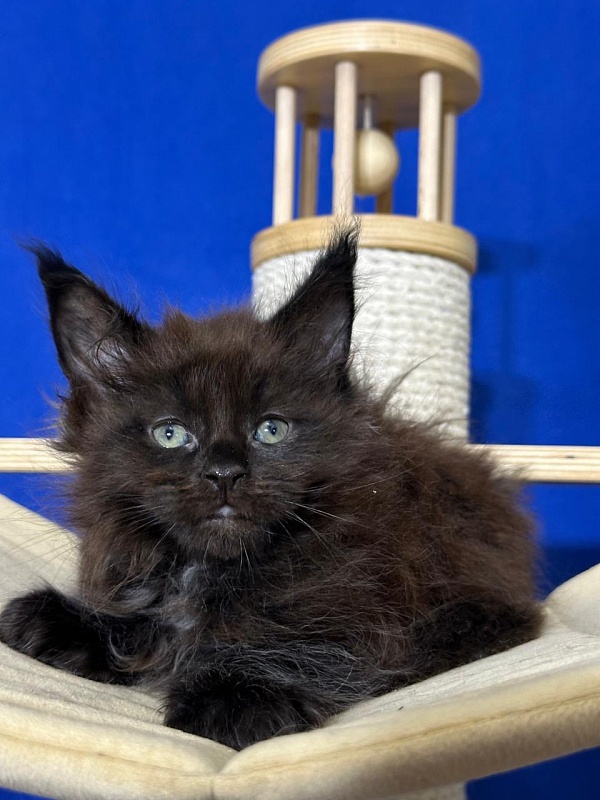 Hopper Akbars (polydactyl) 66/66 - Kitten maine-coon 1 month 4 weeks