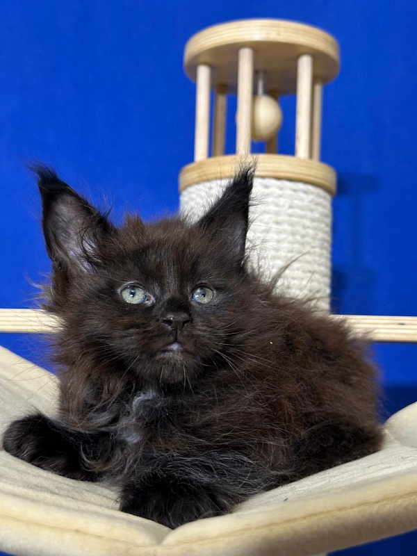 Hopper Akbars (polydactyl) 66/66 - Kitten maine-coon 1 month 4 weeks