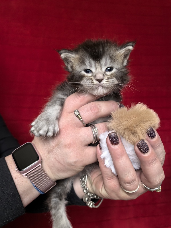 (PET) Haliph Akbars (polydactyl) 77/66 - Kitten maine-coon 3.5 weeks