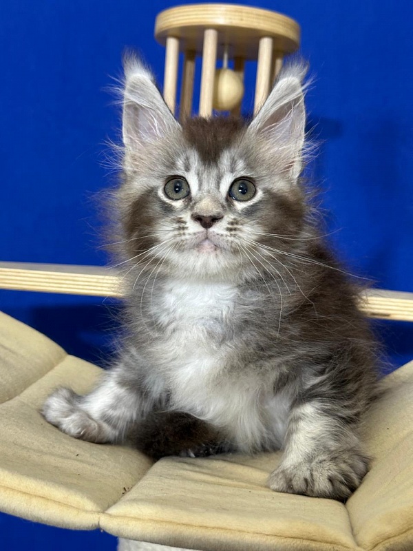 (PET) Haliph Akbars (polydactyl) 77/66 - Kitten maine-coon 1 month 4 weeks