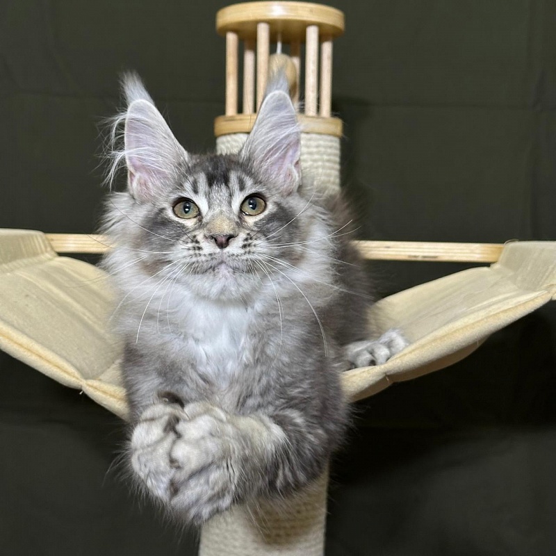 (PET) Haliph Akbars (polydactyl) 77/66 - Kitten maine-coon 3 months 1 week