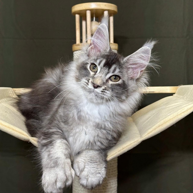 (PET) Haliph Akbars (polydactyl) 77/66 - Kitten maine-coon 3 months 1 week