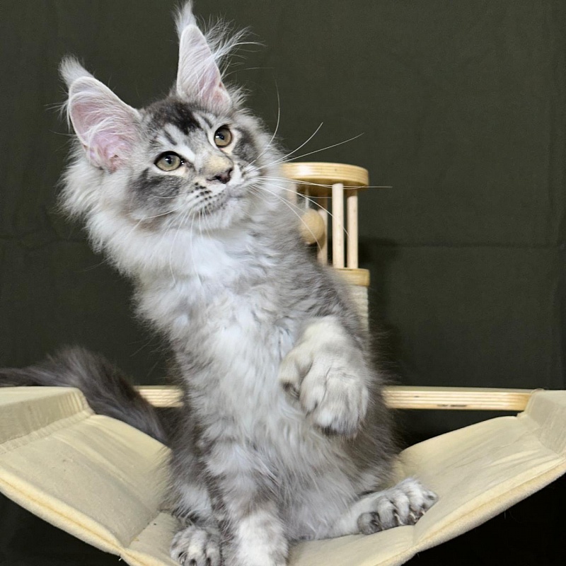 (PET) Haliph Akbars (polydactyl) 77/66 - Kitten maine-coon 3 months 1 week