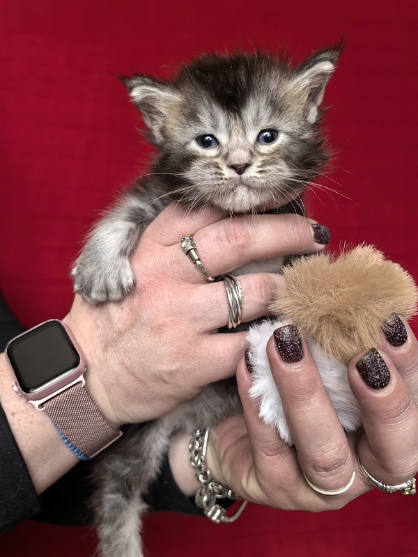 (PET) Haliph Akbars (polydactyl) 77/66 - Kitten maine-coon 3.5 weeks