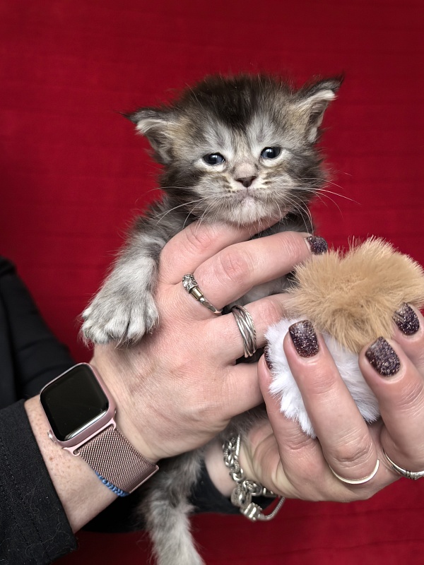 (PET) Haliph Akbars (polydactyl) 77/66 - Kitten maine-coon 3.5 weeks
