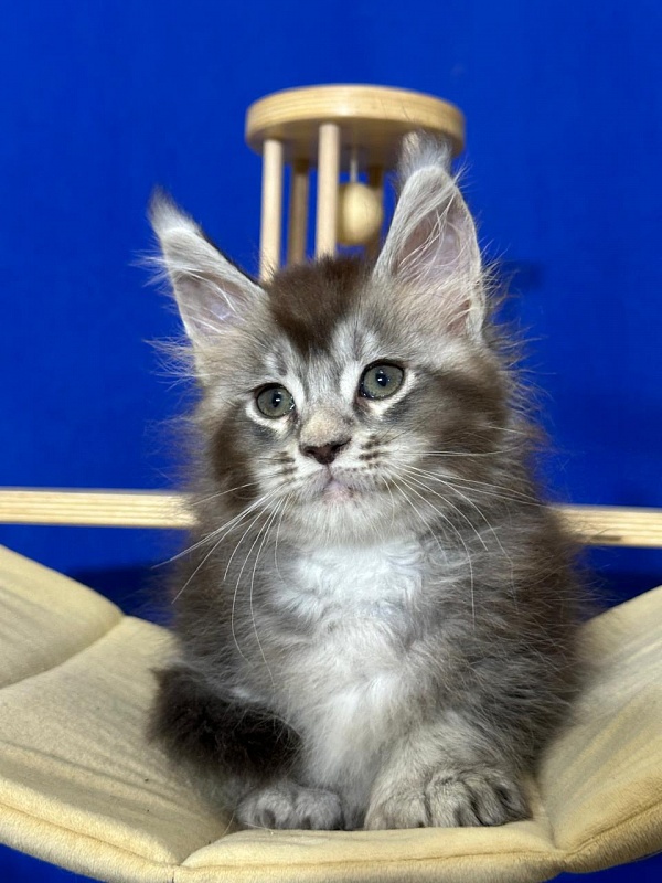 (PET) Haliph Akbars (polydactyl) 77/66 - Kitten maine-coon 1 month 4 weeks