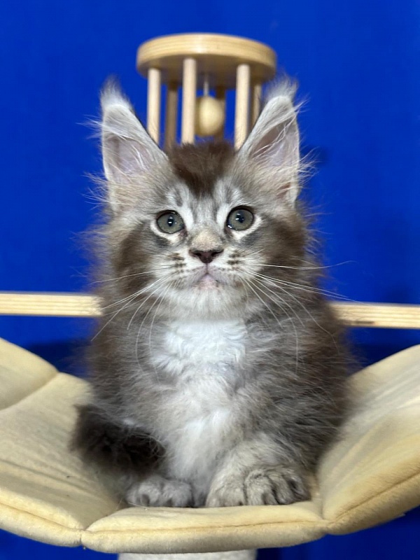 (PET) Haliph Akbars (polydactyl) 77/66 - Kitten maine-coon 1 month 4 weeks