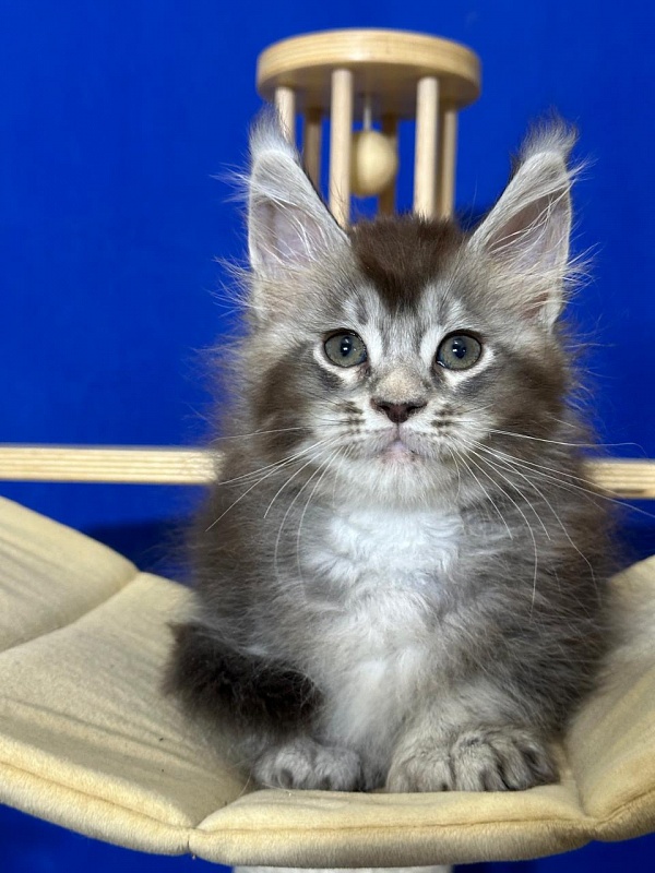 (PET) Haliph Akbars (polydactyl) 77/66 - Kitten maine-coon 1 month 4 weeks