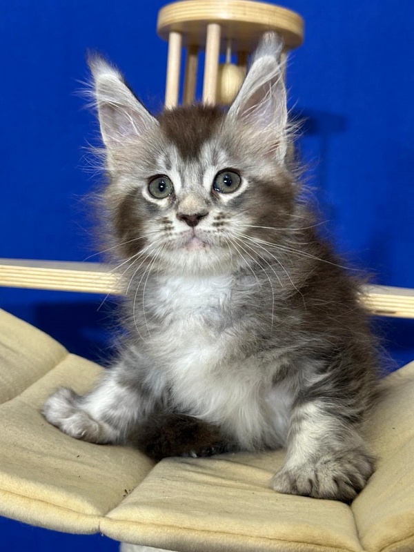 (PET) Haliph Akbars (polydactyl) 77/66 - Kitten maine-coon 1 month 4 weeks