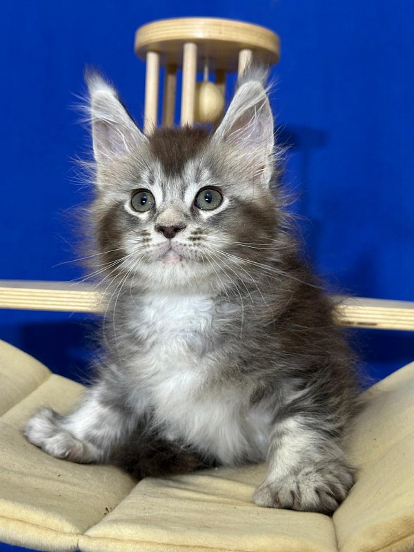 (PET) Haliph Akbars (polydactyl) 77/66 - Kitten maine-coon 1 month 4 weeks