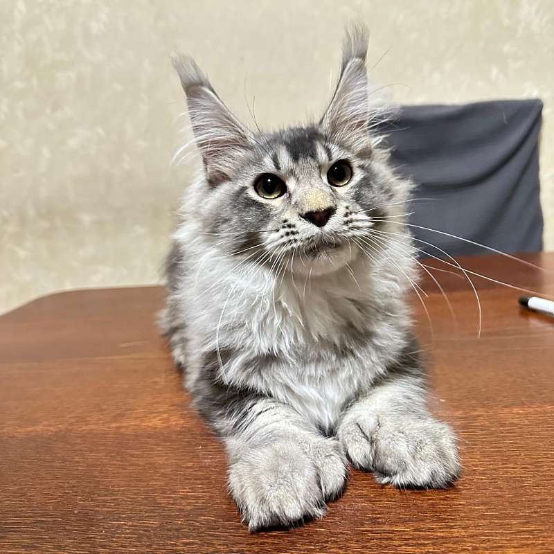 (PET) Haliph Akbars (polydactyl) 77/66 - Kitten maine-coon 4 months 2 weeks