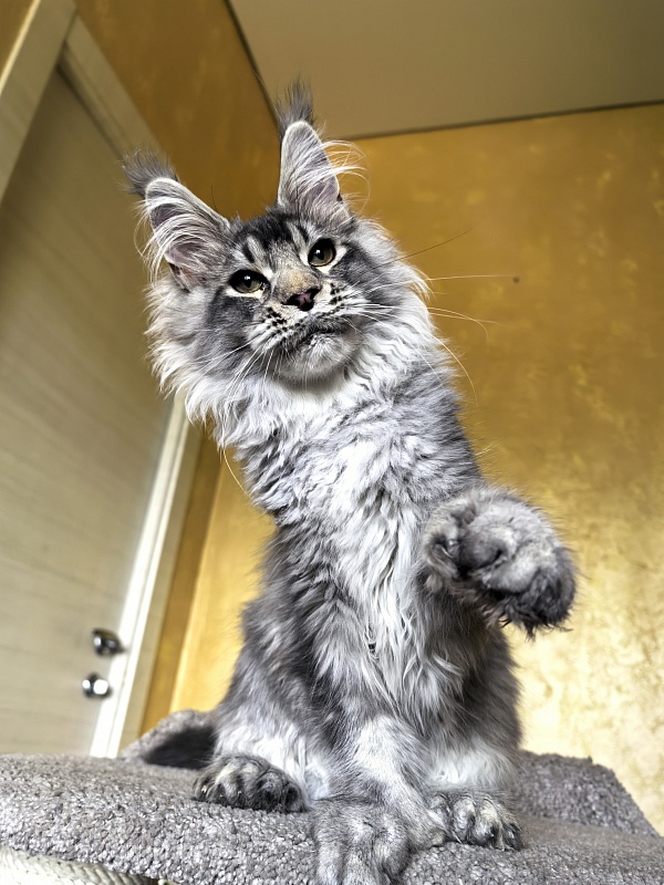 (PET) Haliph Akbars (polydactyl) 77/66 - Kitten maine-coon 4 months 3 weeks