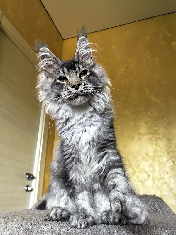 (PET) Haliph Akbars (polydactyl) 77/66 - Kitten maine-coon 4 months 3 weeks