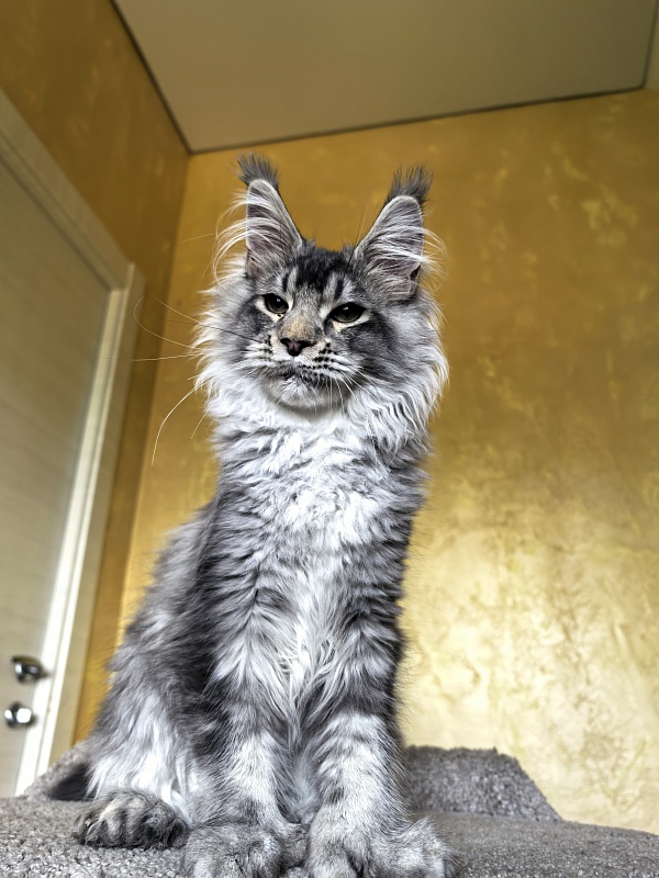 (PET) Haliph Akbars (polydactyl) 77/66 - Kitten maine-coon 4 months 3 weeks